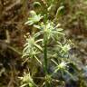 Fotografia 9 da espécie Ornithogalum pyrenaicum subesp. pyrenaicum do Jardim Botânico UTAD