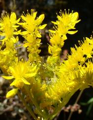 Sedum amplexicaule