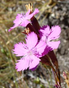 Fotografia 1 da espécie Dianthus laricifolius subesp. laricifolius no Jardim Botânico UTAD