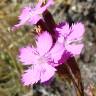 Fotografia 1 da espécie Dianthus laricifolius subesp. laricifolius do Jardim Botânico UTAD