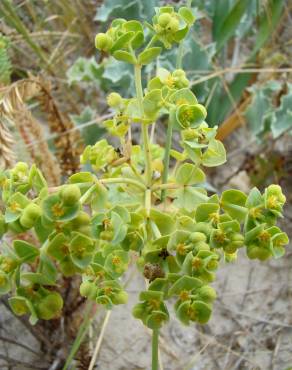 Fotografia 26 da espécie Euphorbia paralias no Jardim Botânico UTAD