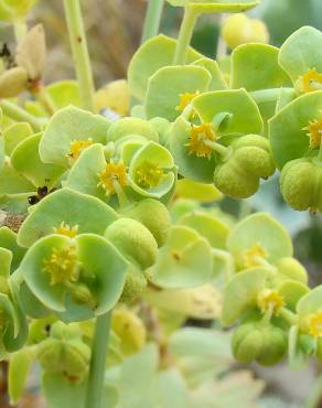 Fotografia 27 da espécie Euphorbia paralias no Jardim Botânico UTAD