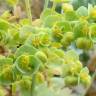 Fotografia 27 da espécie Euphorbia paralias do Jardim Botânico UTAD