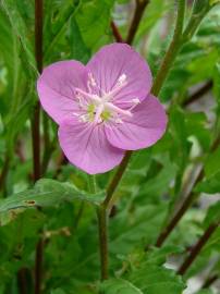 Fotografia da espécie Epilobium parviflorum