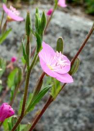 Fotografia da espécie Epilobium parviflorum