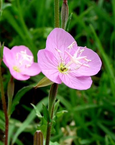 Fotografia de capa Epilobium parviflorum - do Jardim Botânico