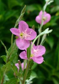 Fotografia da espécie Epilobium parviflorum