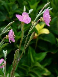 Fotografia da espécie Epilobium parviflorum