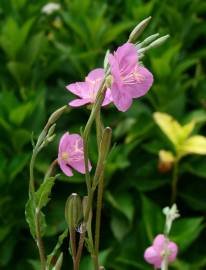 Fotografia da espécie Epilobium parviflorum