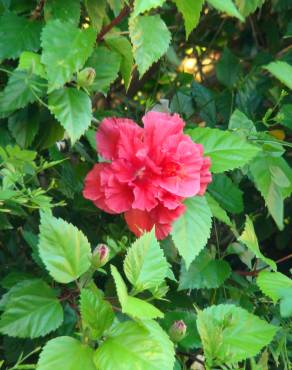 Fotografia 12 da espécie Hibiscus rosa-sinensis no Jardim Botânico UTAD