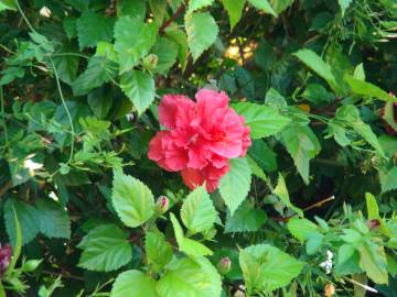 Fotografia da espécie Hibiscus rosa-sinensis