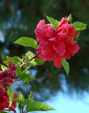 Fotografia 13 da espécie Hibiscus rosa-sinensis no Jardim Botânico UTAD