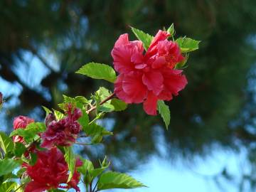 Fotografia da espécie Hibiscus rosa-sinensis