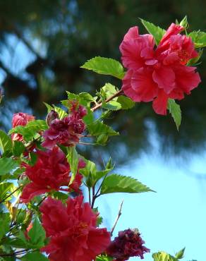 Fotografia 14 da espécie Hibiscus rosa-sinensis no Jardim Botânico UTAD