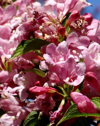 Fotografia de capa Weigela florida - do Jardim Botânico