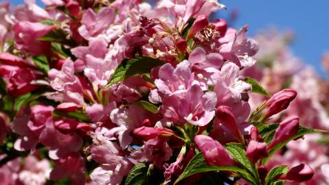 Fotografia da espécie Weigela florida