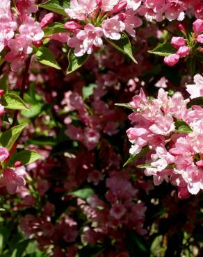 Fotografia 14 da espécie Weigela florida no Jardim Botânico UTAD