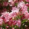 Fotografia 16 da espécie Weigela florida do Jardim Botânico UTAD