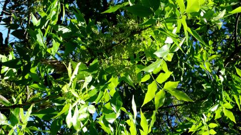 Fotografia da espécie Fraxinus excelsior