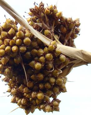 Fotografia 6 da espécie Juncus conglomeratus no Jardim Botânico UTAD