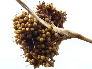 Fotografia da espécie Juncus conglomeratus