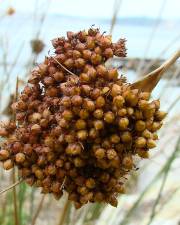 Fotografia da espécie Juncus conglomeratus