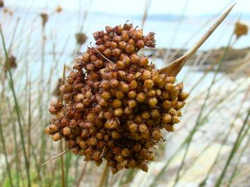 Fotografia da espécie Juncus conglomeratus