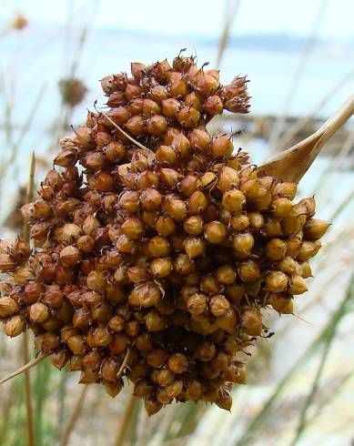 Fotografia de capa Juncus conglomeratus - do Jardim Botânico