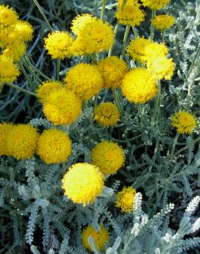 Fotografia 5 da espécie Santolina chamaecyparissus subesp. chamaecyparissus no Jardim Botânico UTAD