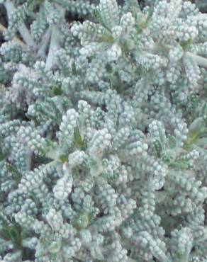 Fotografia 6 da espécie Santolina chamaecyparissus subesp. chamaecyparissus no Jardim Botânico UTAD