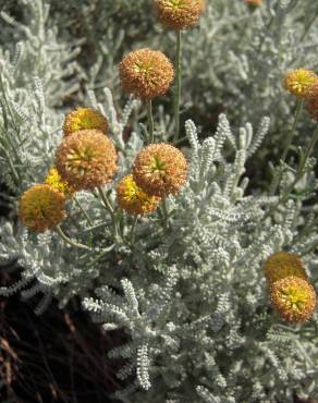 Fotografia 7 da espécie Santolina chamaecyparissus subesp. chamaecyparissus no Jardim Botânico UTAD