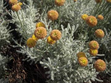 Fotografia da espécie Santolina chamaecyparissus subesp. chamaecyparissus