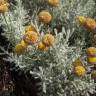 Fotografia 7 da espécie Santolina chamaecyparissus subesp. chamaecyparissus do Jardim Botânico UTAD