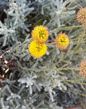 Fotografia 8 da espécie Santolina chamaecyparissus subesp. chamaecyparissus no Jardim Botânico UTAD