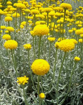 Fotografia 9 da espécie Santolina chamaecyparissus subesp. chamaecyparissus no Jardim Botânico UTAD