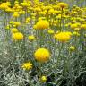 Fotografia 9 da espécie Santolina chamaecyparissus subesp. chamaecyparissus do Jardim Botânico UTAD