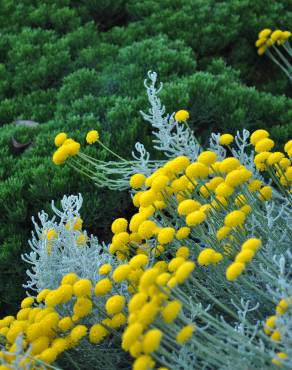 Fotografia 10 da espécie Santolina chamaecyparissus subesp. chamaecyparissus no Jardim Botânico UTAD