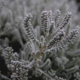 Fotografia da espécie Santolina chamaecyparissus subesp. chamaecyparissus