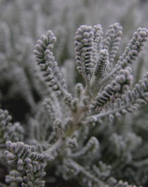 Fotografia 12 da espécie Santolina chamaecyparissus subesp. chamaecyparissus no Jardim Botânico UTAD