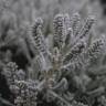 Fotografia 12 da espécie Santolina chamaecyparissus subesp. chamaecyparissus do Jardim Botânico UTAD