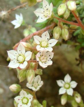 Fotografia 12 da espécie Sedum hirsutum no Jardim Botânico UTAD