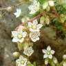 Fotografia 12 da espécie Sedum hirsutum do Jardim Botânico UTAD