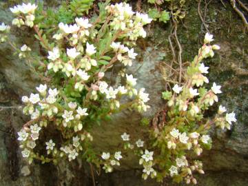 Fotografia da espécie Sedum hirsutum