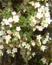 Fotografia da espécie Sedum hirsutum