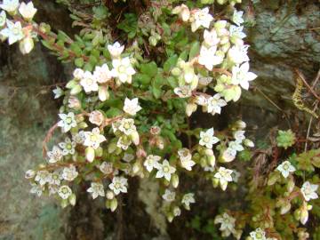 Fotografia da espécie Sedum hirsutum