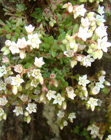 Fotografia de capa Sedum hirsutum - do Jardim Botânico