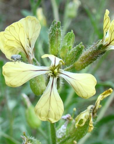 Fotografia de capa Eruca vesicaria - do Jardim Botânico