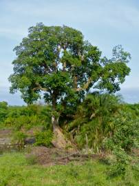 Fotografia da espécie Ficus sycomorus