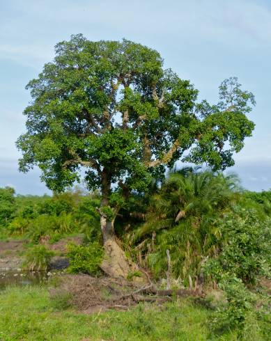 Fotografia de capa Ficus sycomorus - do Jardim Botânico