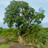 Fotografia 1 da espécie Ficus sycomorus do Jardim Botânico UTAD